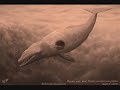 evoluzione dei cetacei