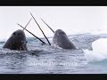 evoluzione dei cetacei