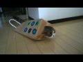 Maru le chat a 4 ans !