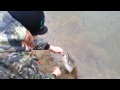 Coho Salmon fishing in Pemberton BC