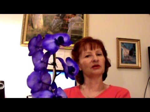 Чёрная орхидея в горшке Чёрная орхидея в горшке