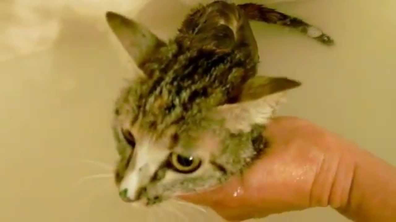 Ginger The Cat Gets A Bath After Rattlesnake Bite YouTube