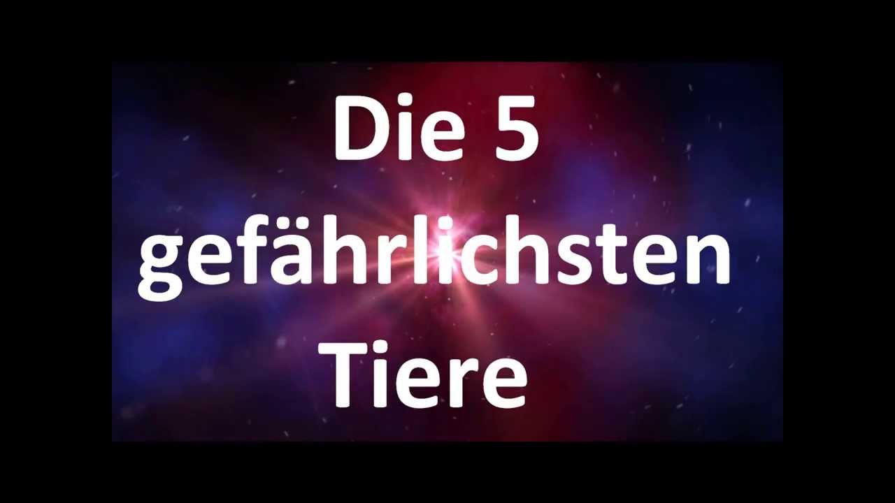 Die 5 gefährlichsten Tiere der Welt#4-Das kleinste Tier auf Platz 1