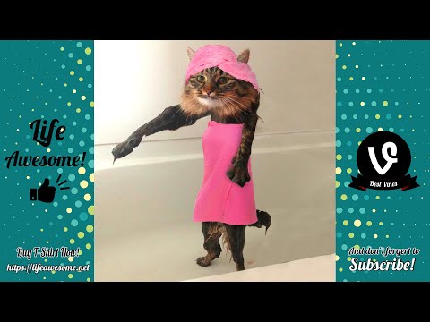 TRY NOT TO LAUGH - Funny Cats Water Fails Video 2019 - Don't Bathe The Cats