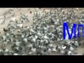 حمام روسي
