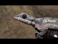 Flying Gecko