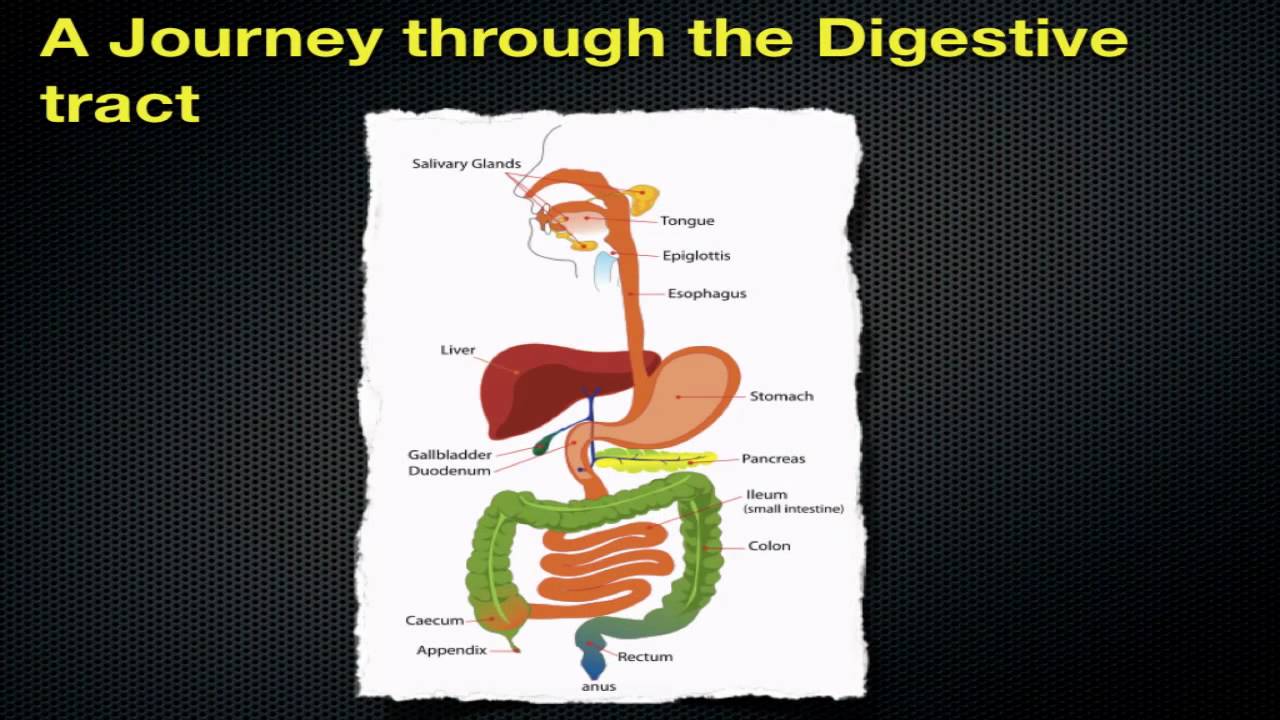 Following Digestion of a Meal - Section 35.1 - YouTube