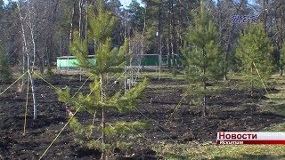 Елки в парке обработают антивандальным раствором