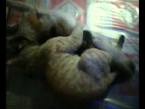 ABG mesum - YouTube