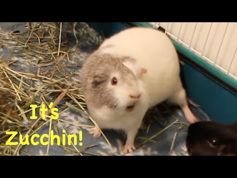 Zucchin the guinea pig funny antics
