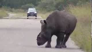 Mutilated KNP Rhino - The Most Heartbreaking Video :-(