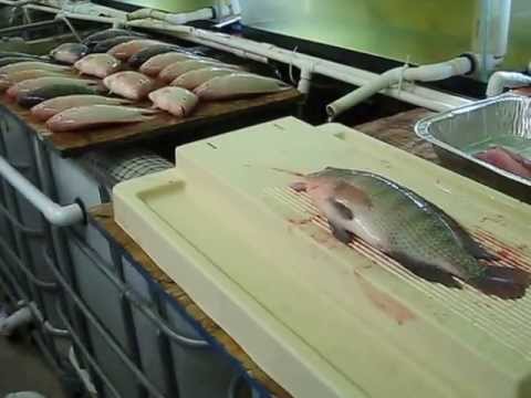 Home Tilapia Production with DIY Small Scale Aquaculture System and ...