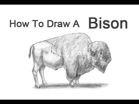 How to Draw a Bison (Buffalo) - YouTube