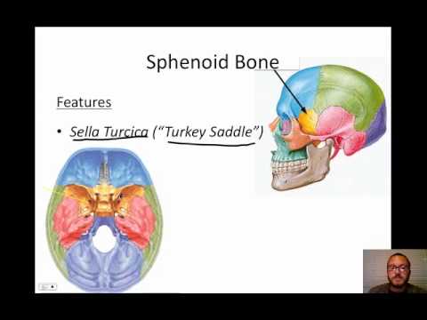 Cranial Bones - YouTube