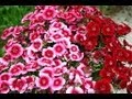 Fleurs : Tout ce qu'il faut savoir sur les oeillets (Dianthus caryophyllus)
