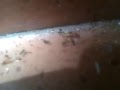 Attaque termites (Bagarre fourmis et termites de bois sec)