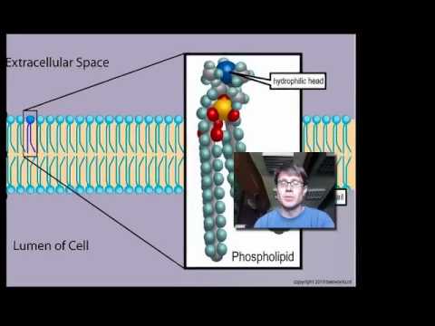 ap bio essay cell membrane Ap® biology cell-to-cell communication— and the advanced placement program integrins typically span the cell’s plasma membrane with the n- or amino. ap bio essay cell membrane Ap® biology cell-to-cell communication— and the advanced placement program integrins typically span the cell’s plasma membrane with the n- or amino.