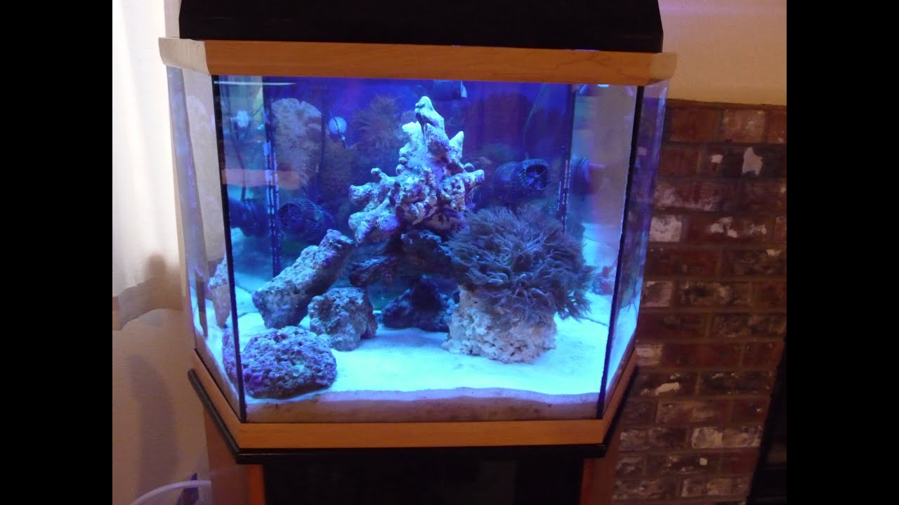 90 Gallon Saltwater Aquarium Setup 1000 Aquarium Ideas