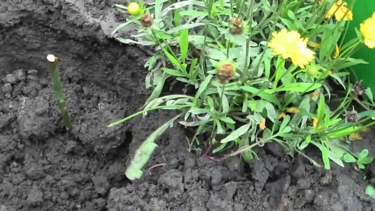 Насос для фонтанчика в домашних условиях Насос для фонтанчика в домашних условиях