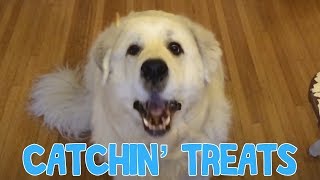 Dog Catching Treats