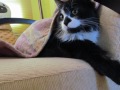 cotto, mi ñiño kerido... ( o gato mais fofo do mundo ) blz