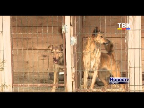 «Большей частью домашние питомцы оказываются на улице», уверены в бердском приюте «Надежда» «Большей частью домашние питомцы оказываются на улице», уверены в бердском приюте «Надежда»