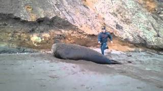 Derek jumping elephant seal