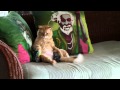 le chat le plus drôle au monde