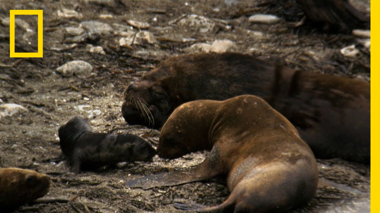 Untamed Americas - Sea Lion Mating Season - YouTube