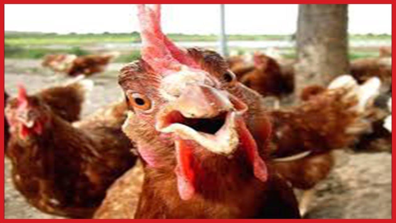 FUNNY Roosters Crowing Compilation - YouTube