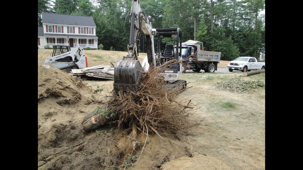 How To Remove A Tree Stump With A Bobcat at Kathleen Nicholson blog