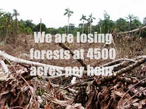 Essay on deforestation
