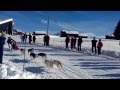 Albertville Taxi Di Tullio au Championnat de France de Chiens de Traîneau au Saisies Janvier 2014