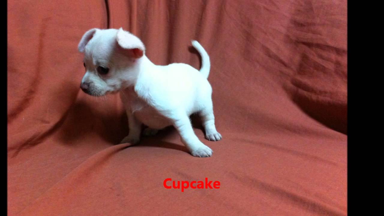 Displaying Images For - Chiweenie Puppies... Displaying Images For - Chiweenie Puppies...