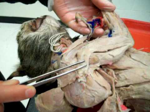 Anatomy Lab 4 - Cat: Review of Shoulder and Arm Muscles - YouTube