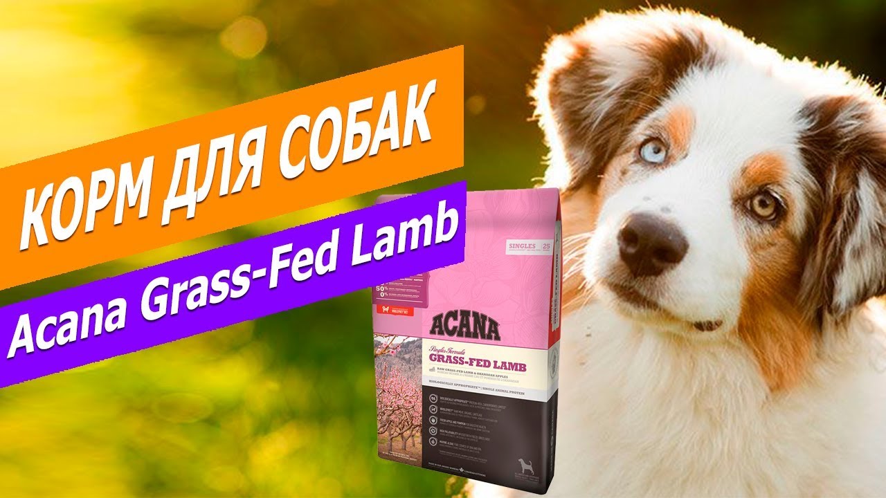 Корм для собак - купить сухой корм для собак недорого в