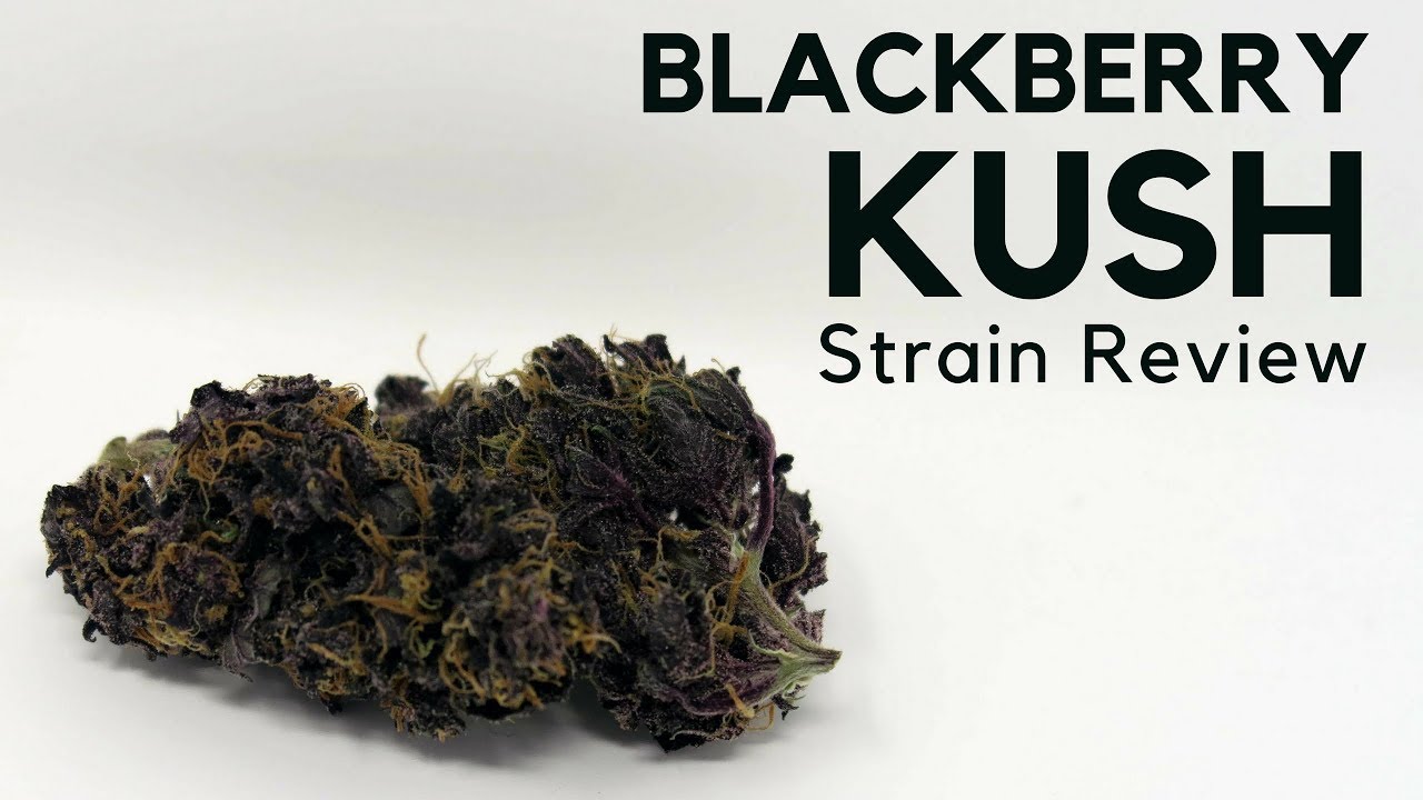 Blackberry,Kush,Strain,Review.