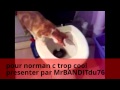 norman et son chat