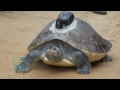 Rare turtle released to the wilds of Cambodia