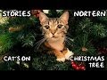 Cats Christmas Tree - Stories Northern