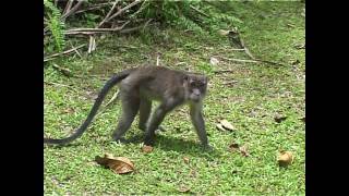 Macaque monkey attacks cameraman !!!