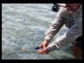 Axel et son tarpon, et pêche d'un bonefish à la mouche en Guadeloupe.flv