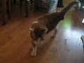 Mon adorable Garfield.