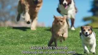 Be more dog - Anuncio O2 (Subtítulos castellano)