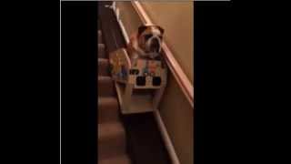 Hank the Bulldog and His Custom Stair Lift