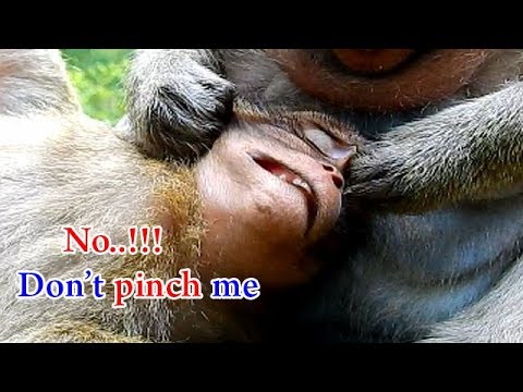 Funny act of grooming | Not hurt, it is just straggle take care | Donny stuck between mom and Marria
