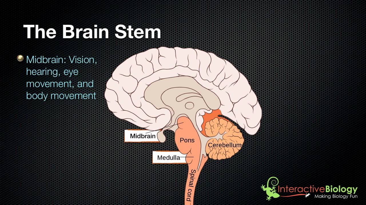 027 The 3 parts of the brain stem and their functions - YouTube
