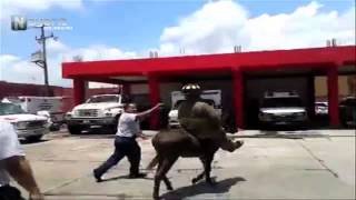 Bomberos en Tepic protegen y juegan con burrito abandonado en la calle