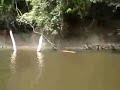 Cobra Sucuri tenta atacar o barco