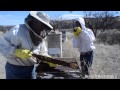 Dee Lusby Organic Beekeeper 2013
